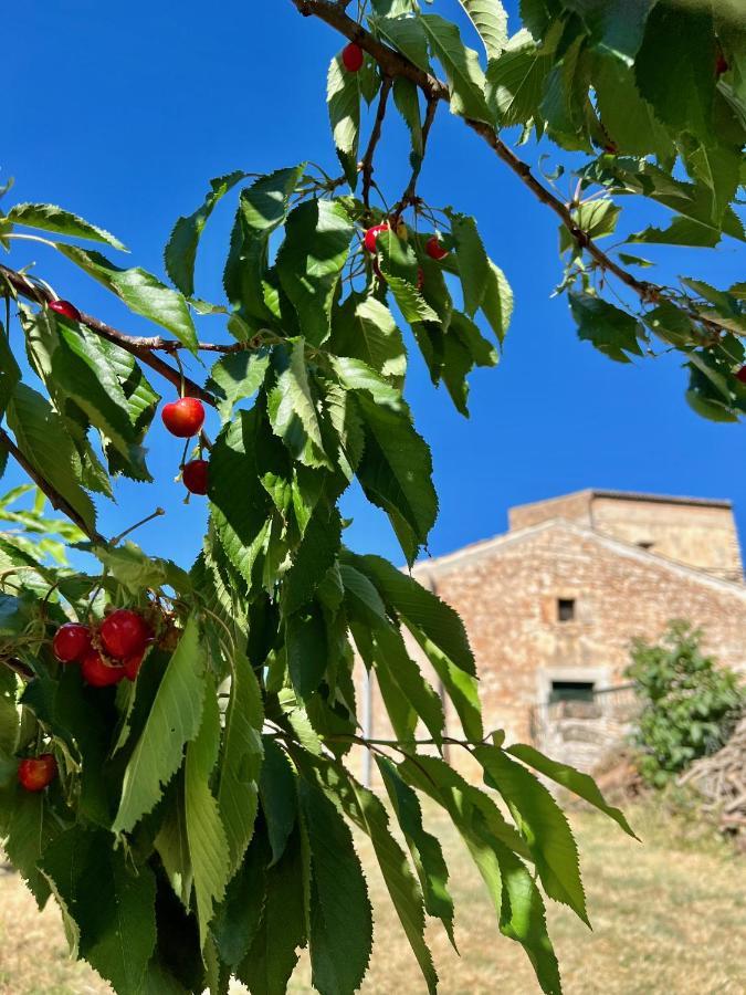 Masseria Contursi - Donna Camilla